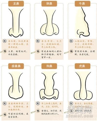 肉鼻子面相|鼻相分析10款｜鼻樑有節及橫紋、豬膽鼻、鼻頭下垂代表甚麼？姻 